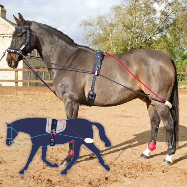 John Whitaker Training System - Image 2